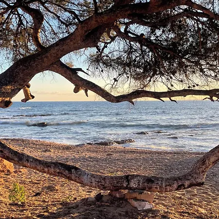 Les Anthemis- Bord De Saint-Raphaël