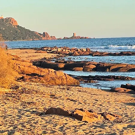 Les Anthemis- Bord De * Saint-Raphaël