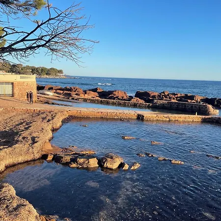 Les Anthemis- Bord De * Saint-Raphaël